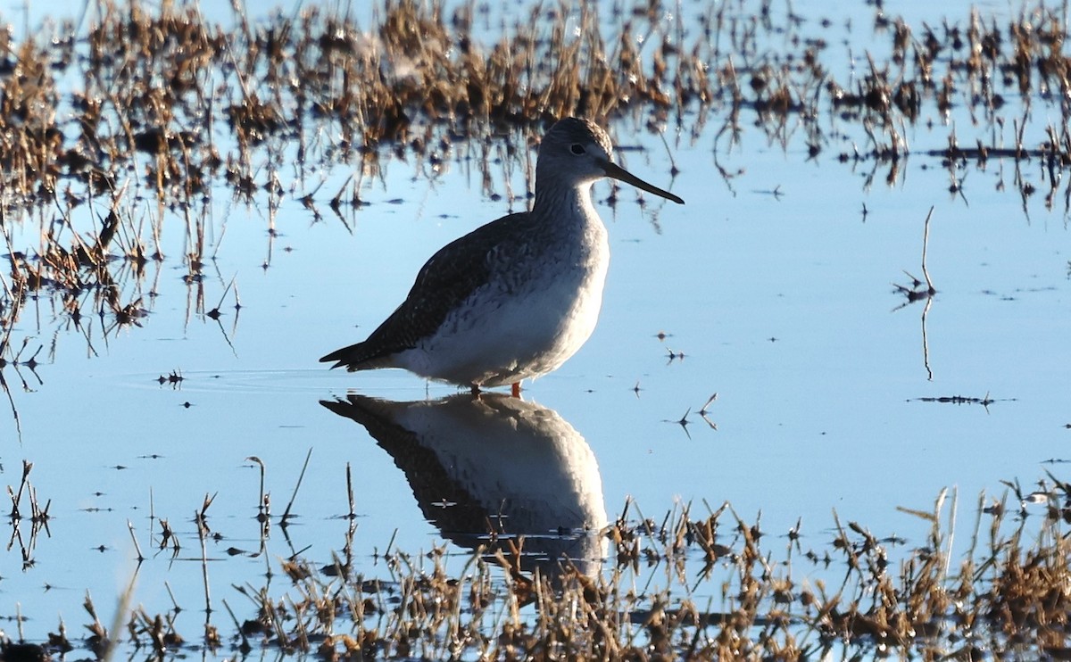 Greater Yellowlegs - ML647446616