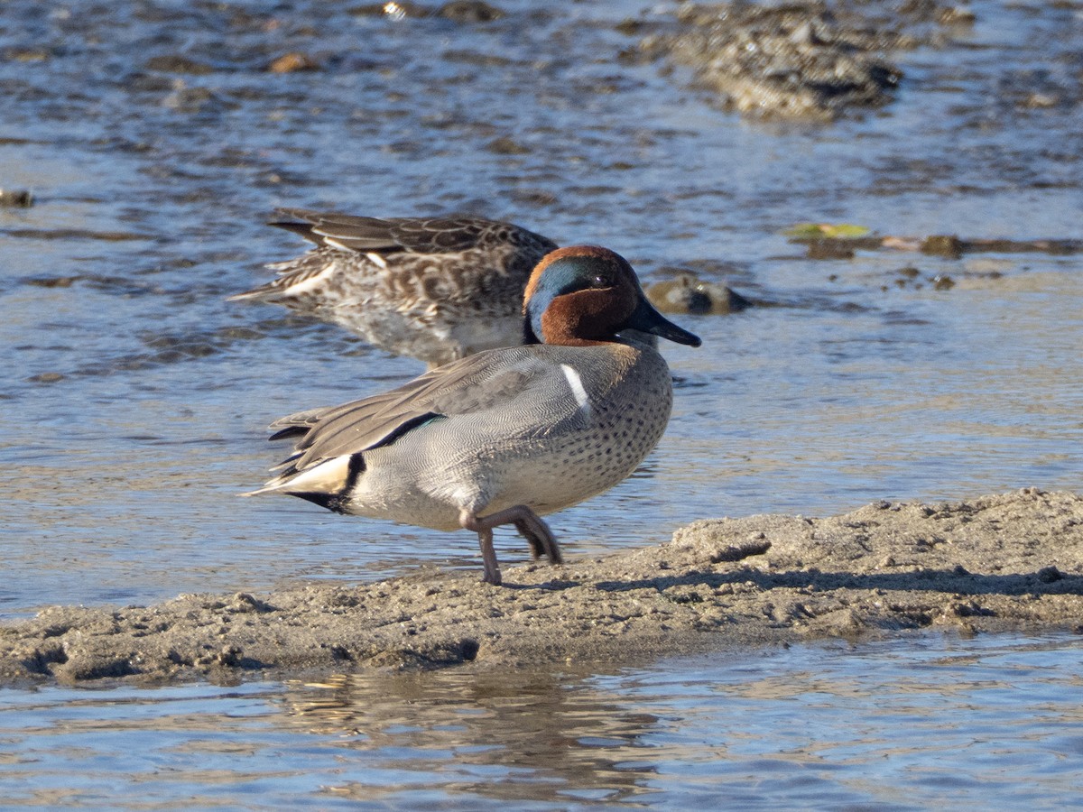 Green-winged Teal - ML647446618