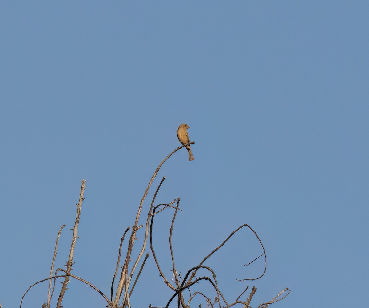 Cinnamon-rumped Seedeater - ML647446619