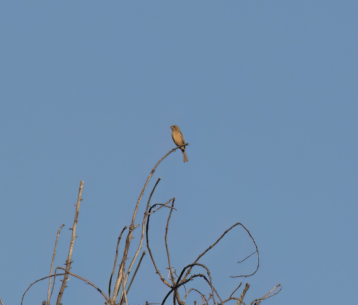 Cinnamon-rumped Seedeater - ML647446620