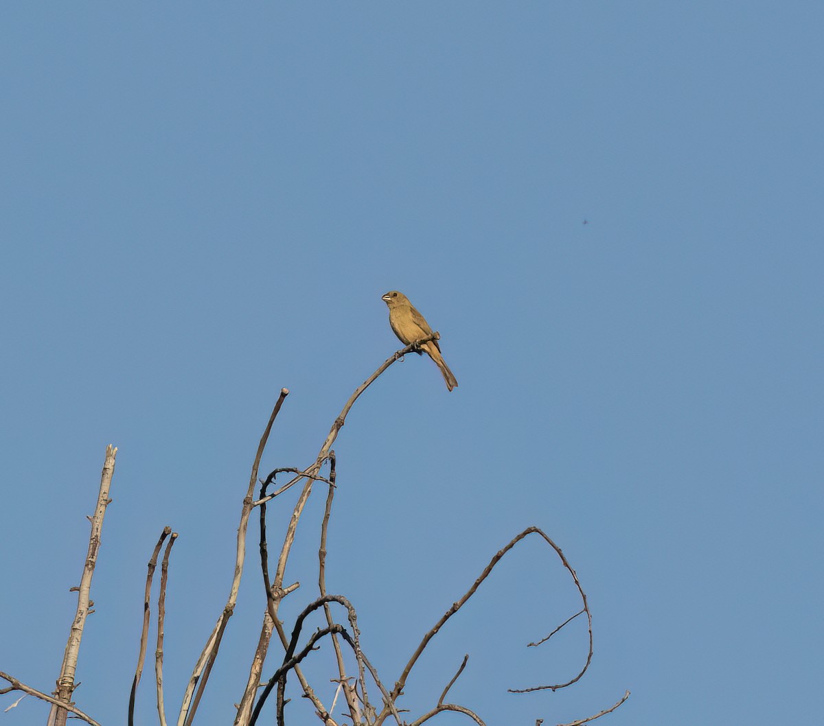 Cinnamon-rumped Seedeater - ML647446621