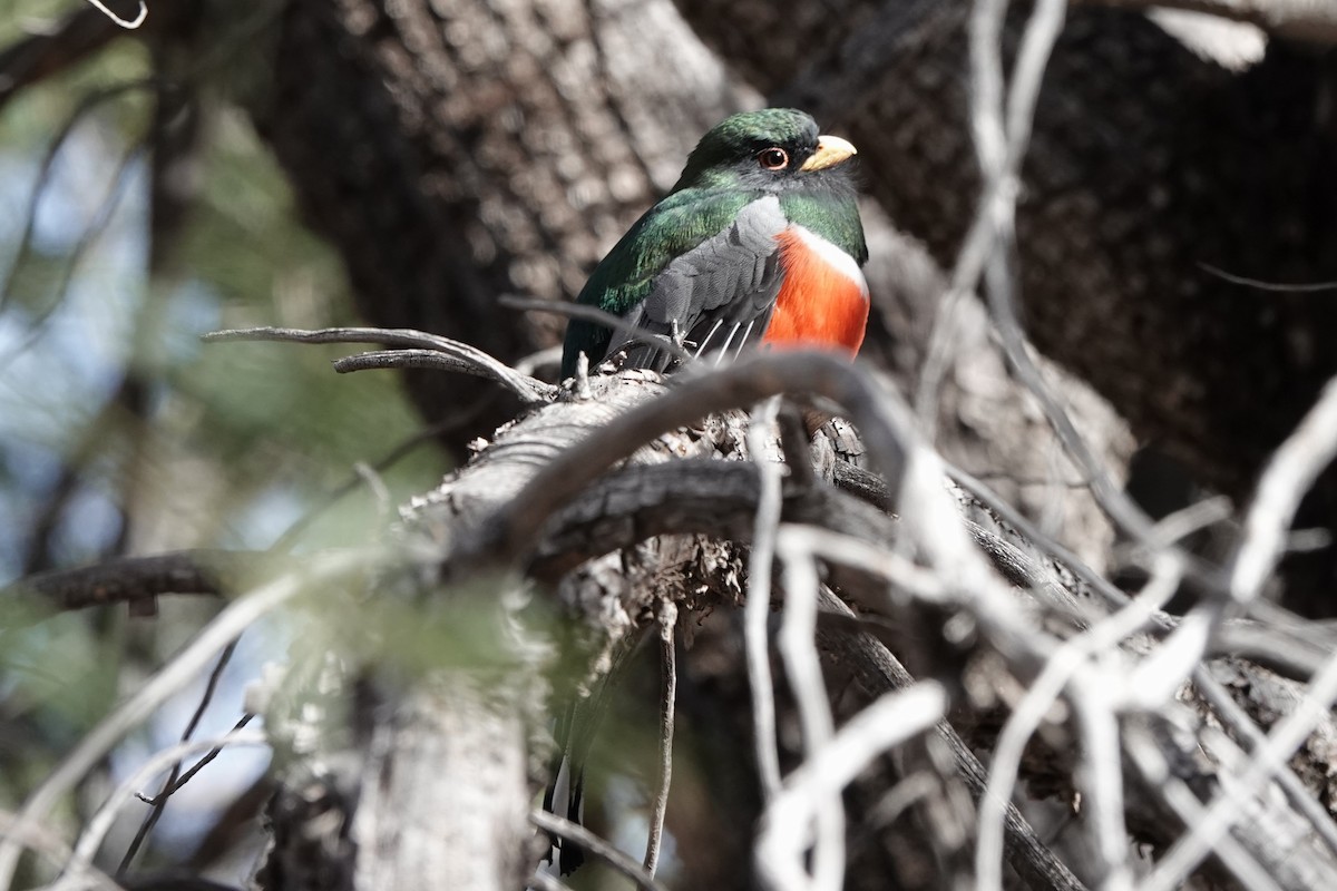 Coppery-tailed Trogon - ML647446622
