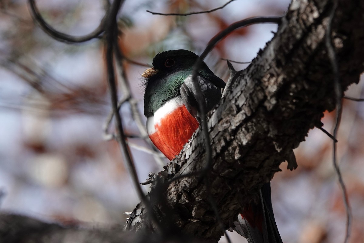 Coppery-tailed Trogon - ML647446623