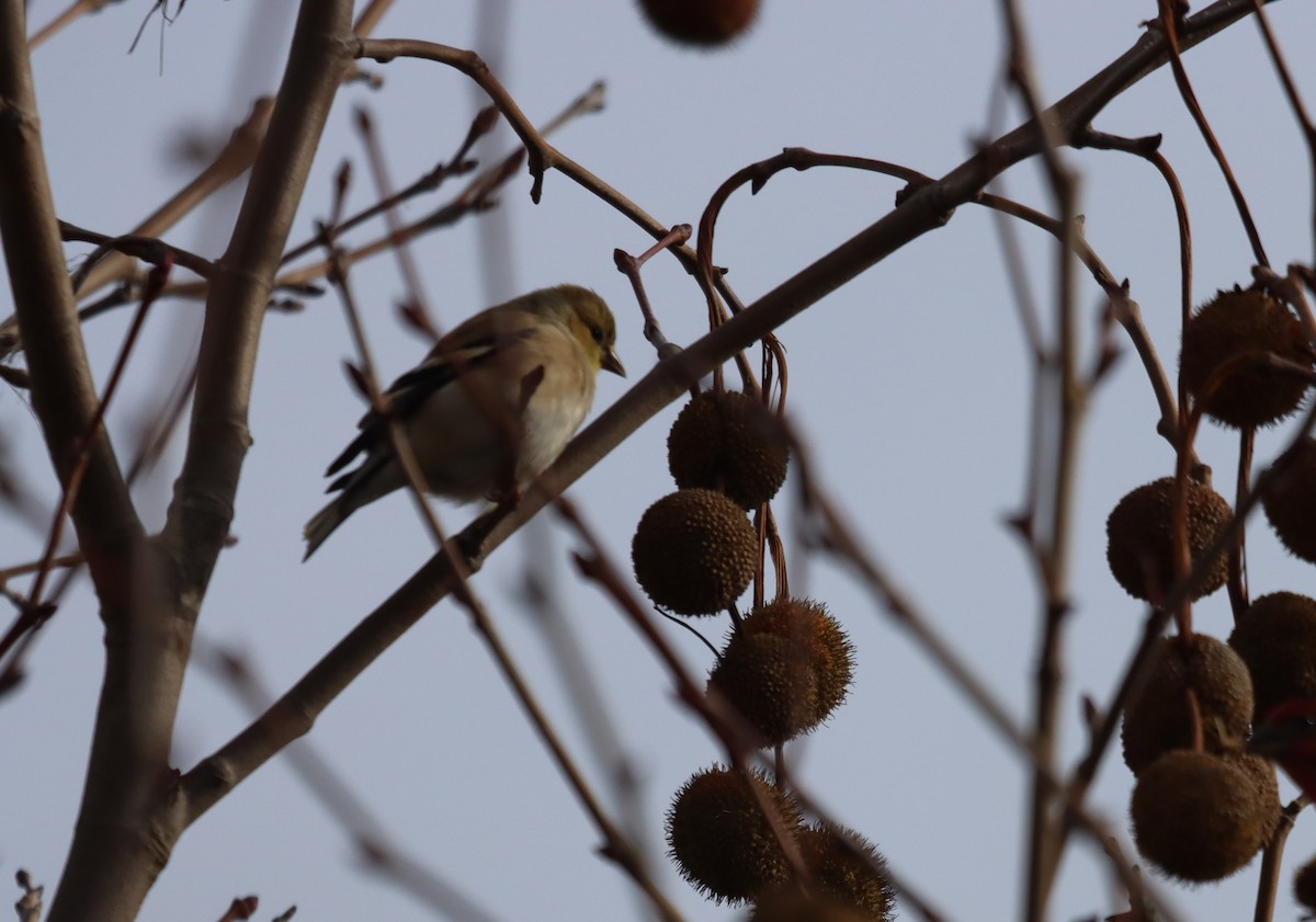 American Goldfinch - ML647446624