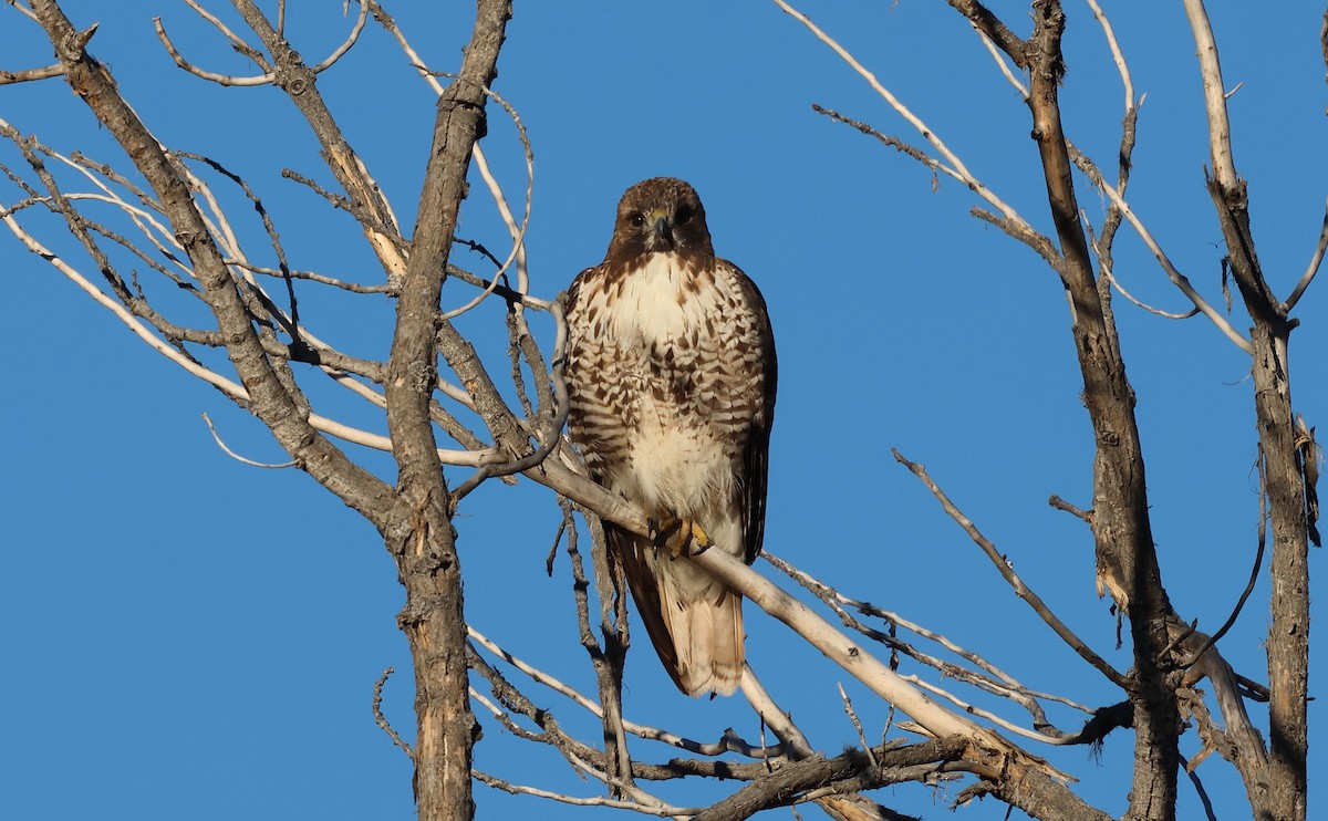 Red-tailed Hawk - ML647446627