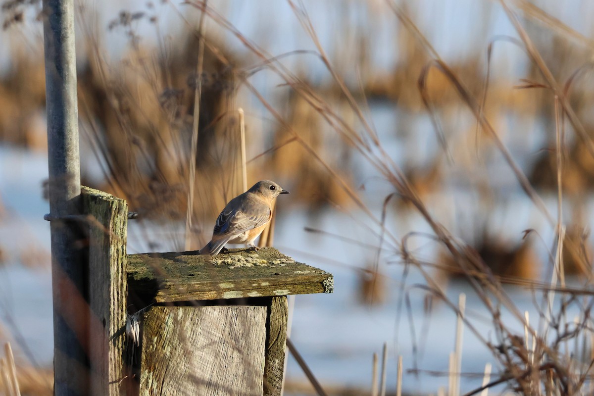 Eastern Bluebird - ML647446631