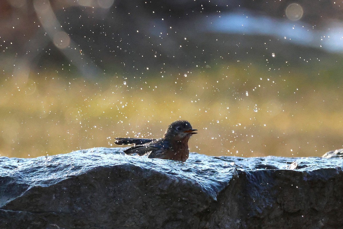 Eastern Bluebird - ML647446647