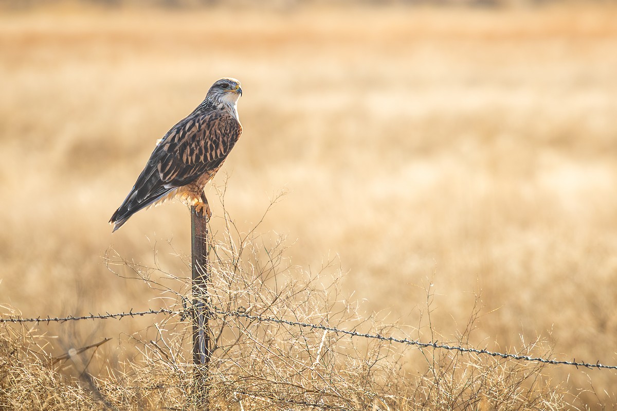 kongevåk - ML647446651