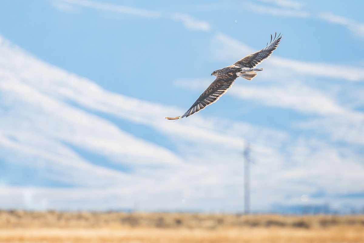 kongevåk - ML647446652