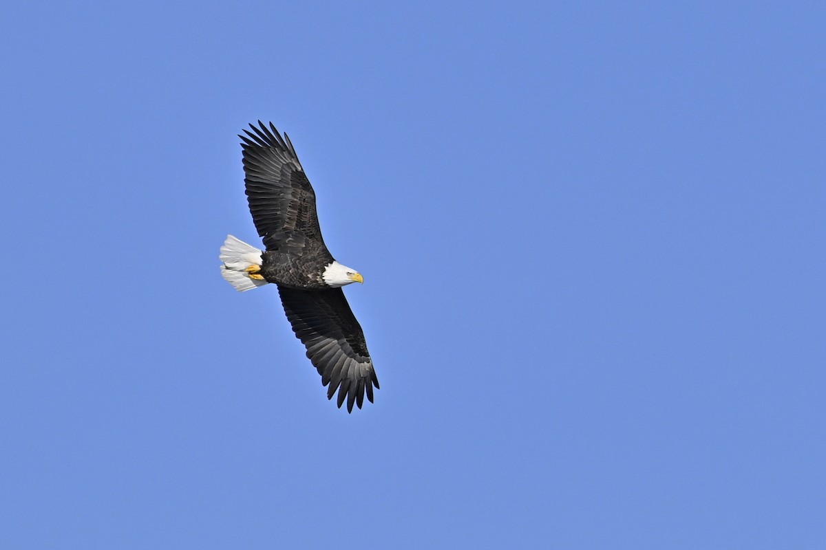 Bald Eagle - ML647446674