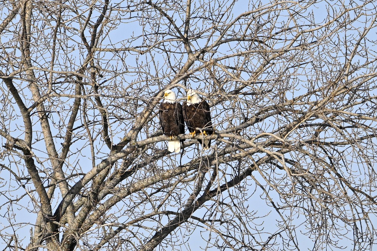 Bald Eagle - ML647446676