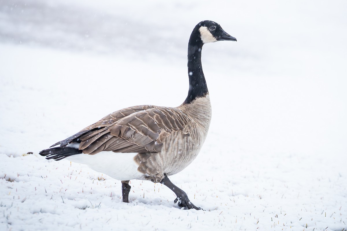 Canada Goose (moffitti/maxima) - ML647446678