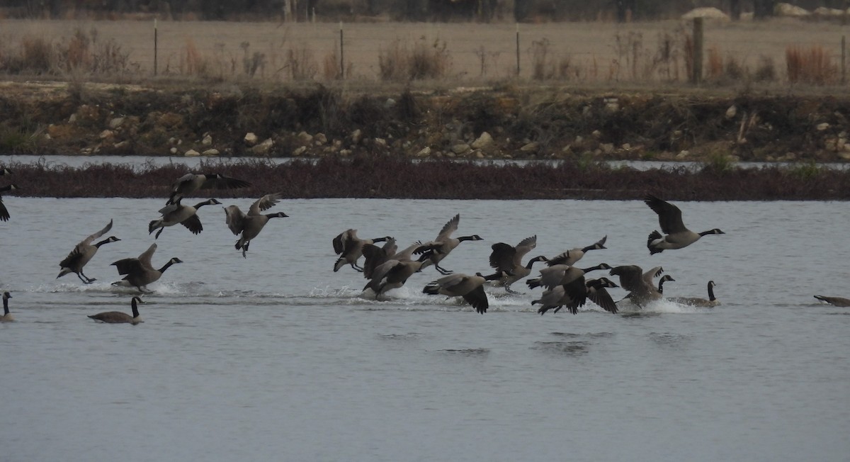ברנטה קנדית - ML647446679