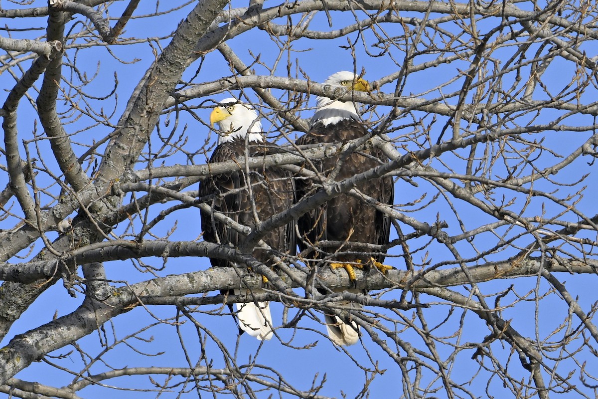 Bald Eagle - ML647446680