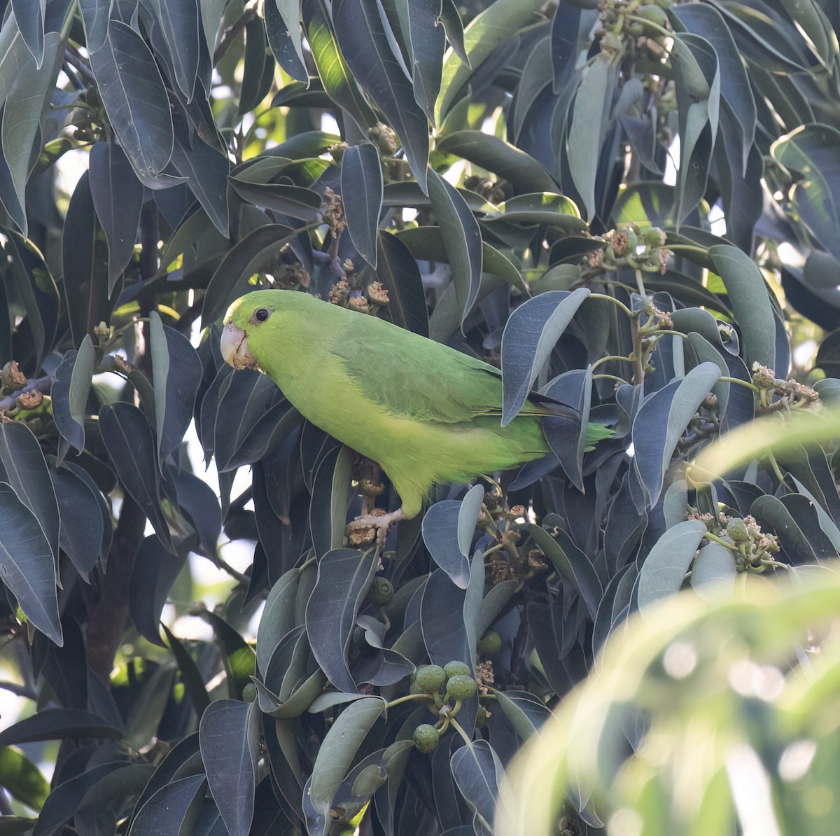 Blaubürzel-Sperlingspapagei - ML647446682