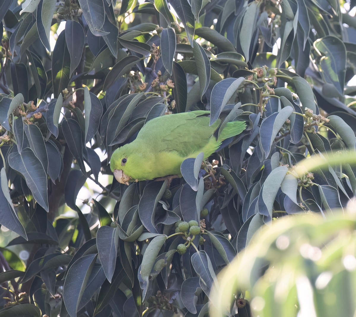 Blaubürzel-Sperlingspapagei - ML647446683