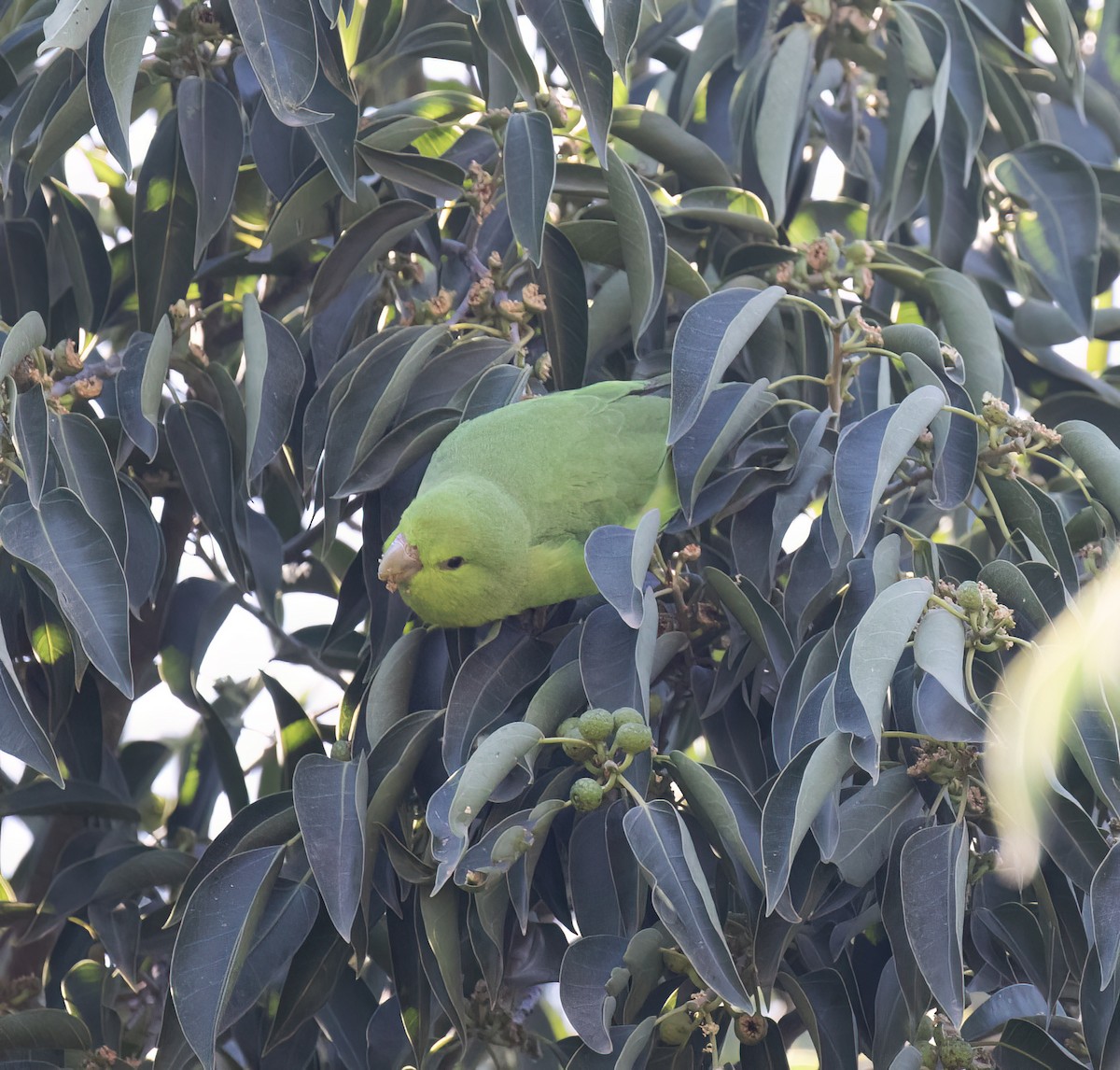 Blaubürzel-Sperlingspapagei - ML647446684