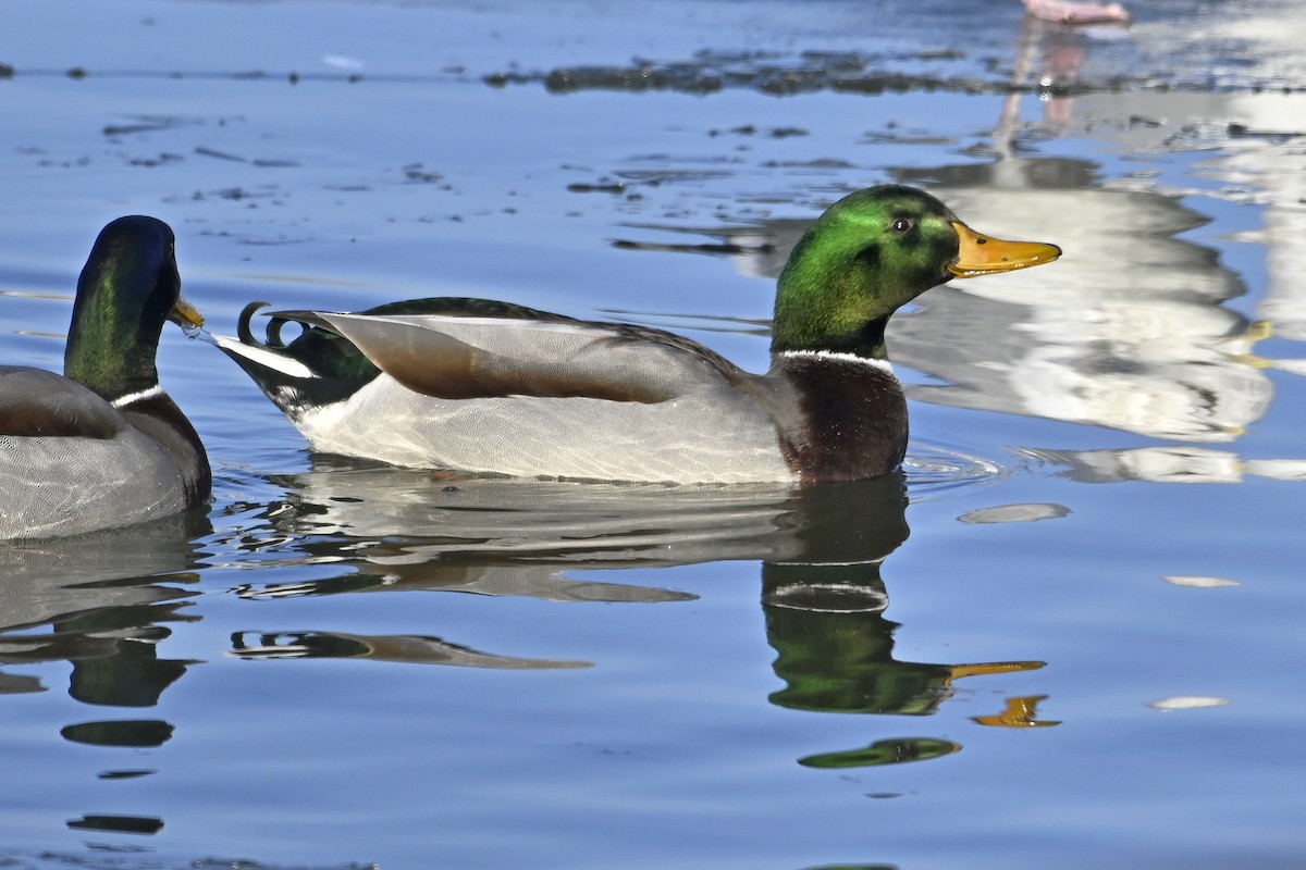 マガモ - ML647446689