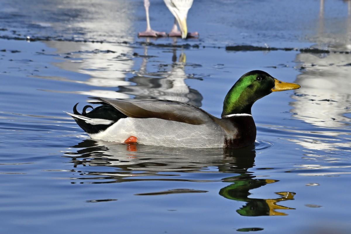 マガモ - ML647446693