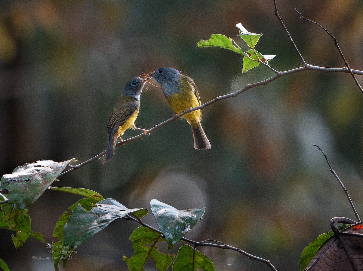 Graukopfschnäpper - ML647446695