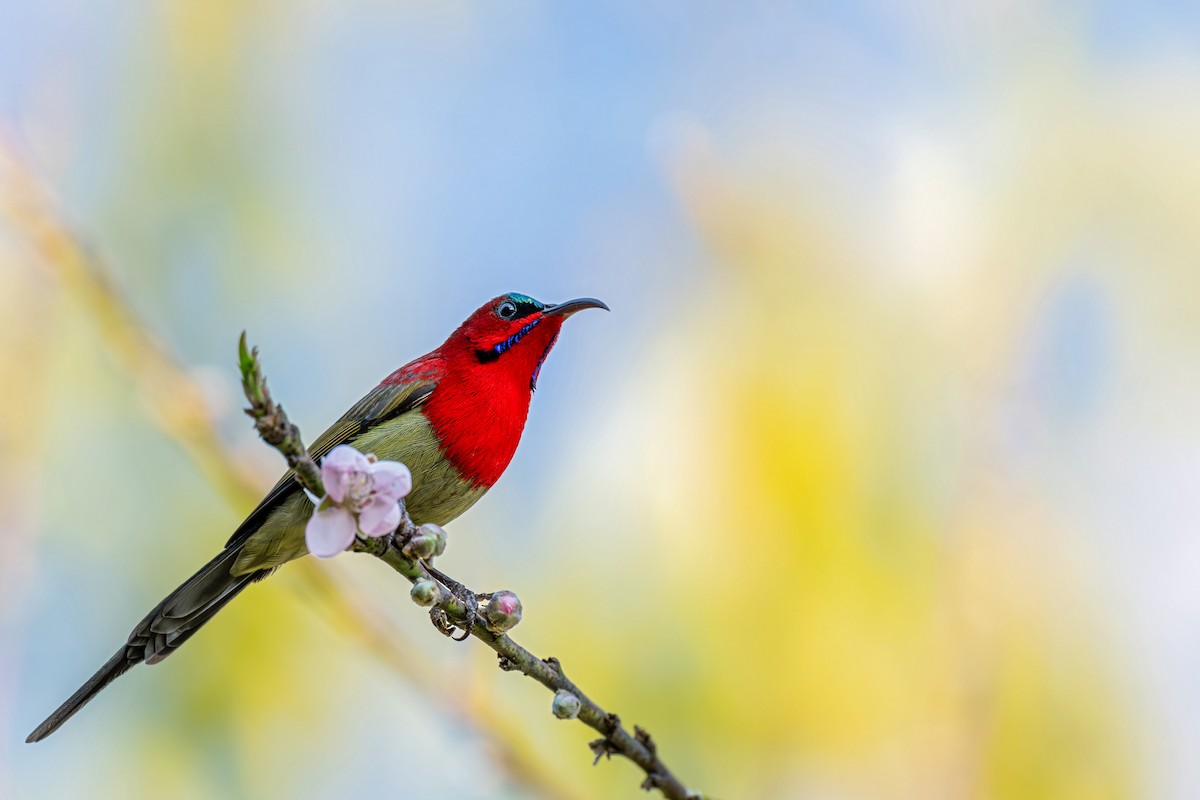 Crimson Sunbird (Goulpourah) - ML647446696