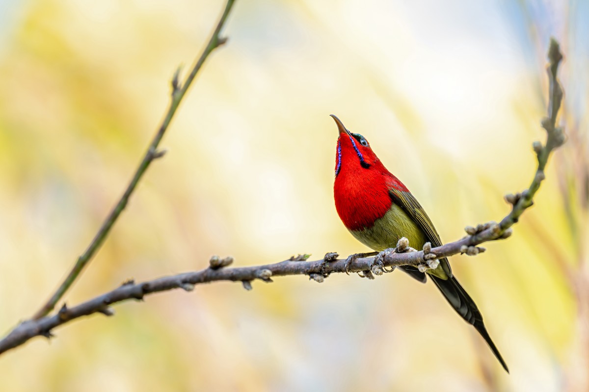 Crimson Sunbird (Goulpourah) - ML647446706