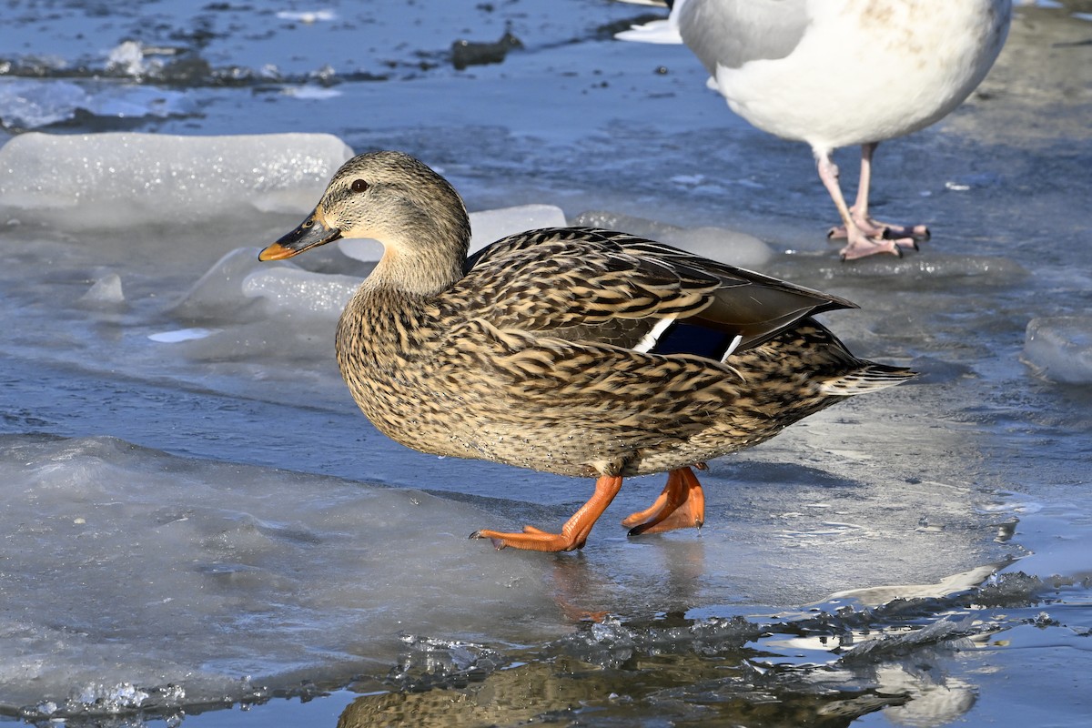 マガモ - ML647446707