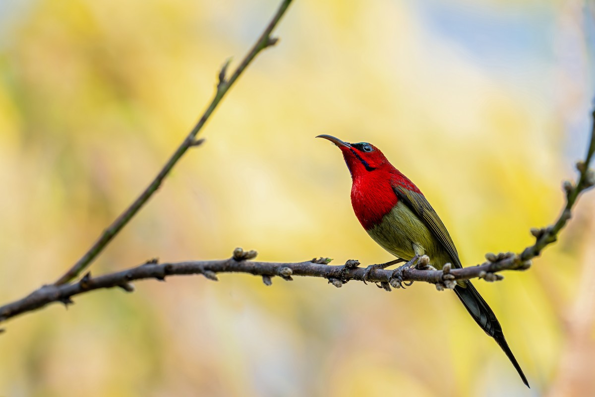 Crimson Sunbird (Goulpourah) - ML647446709