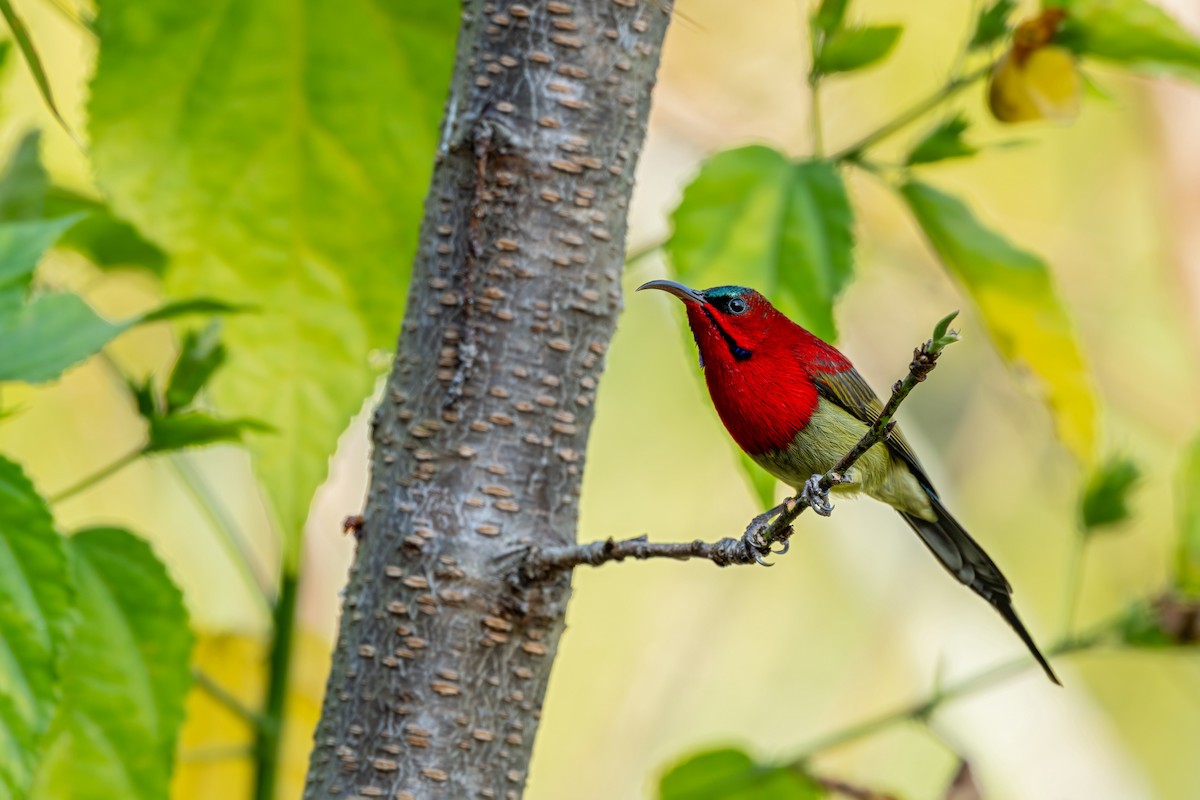 Crimson Sunbird (Goulpourah) - ML647446711