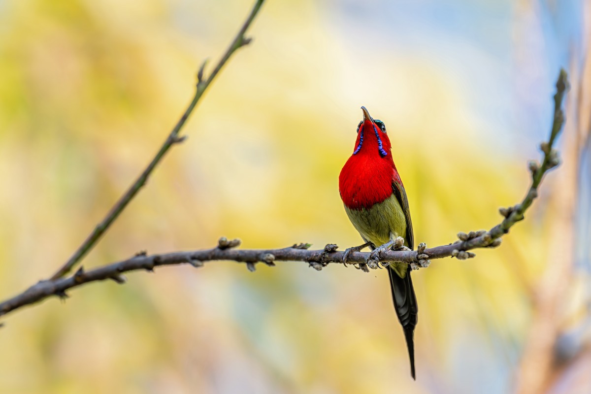 Crimson Sunbird (Goulpourah) - ML647446712