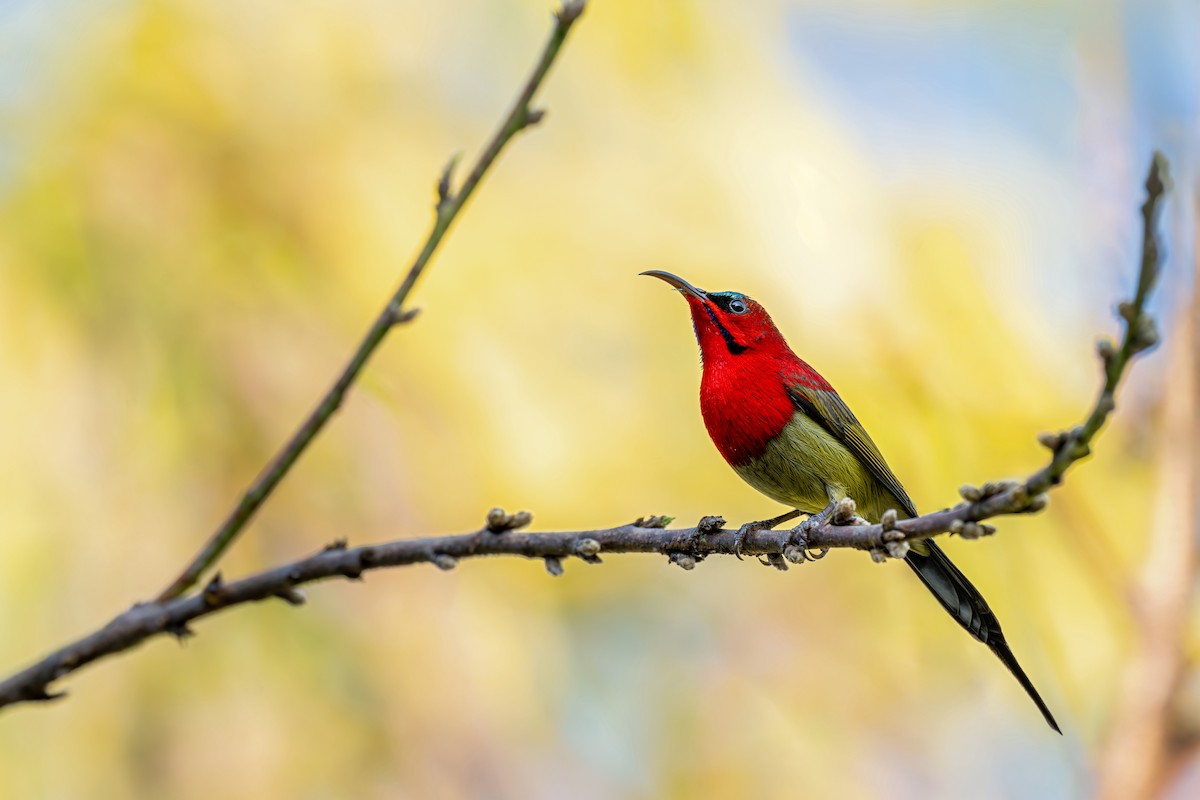 Crimson Sunbird (Goulpourah) - ML647446713