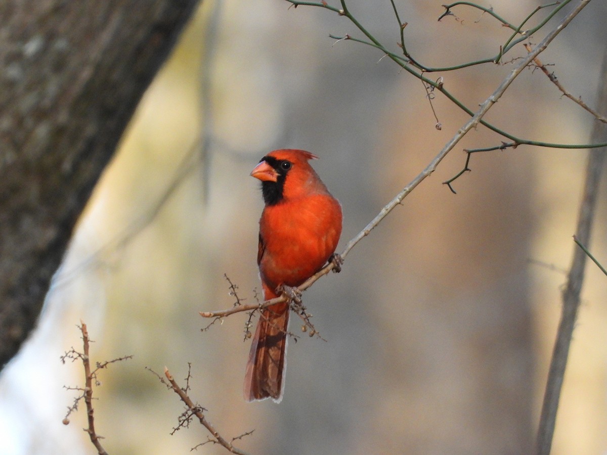 rødkardinal - ML647446716