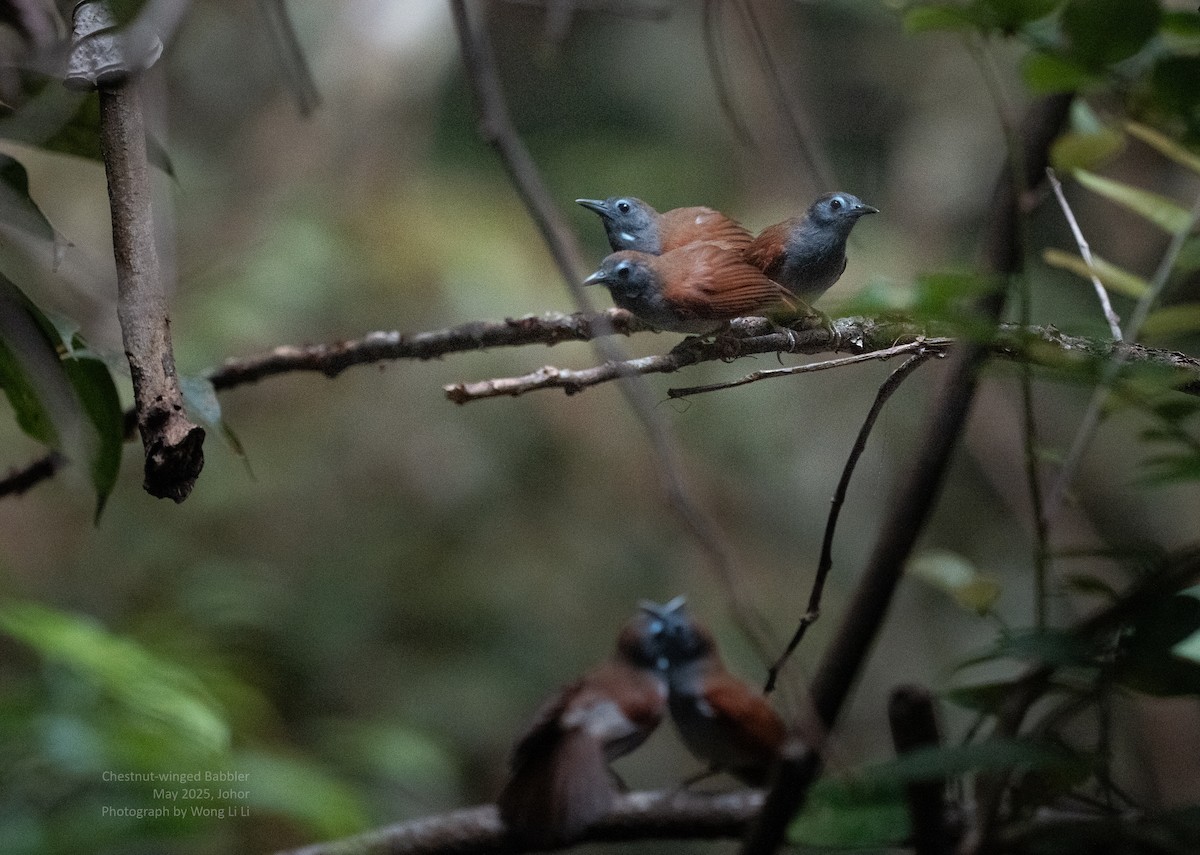 Rotflügel-Buschtimalie - ML647446718