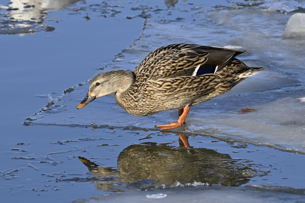 マガモ - ML647446719