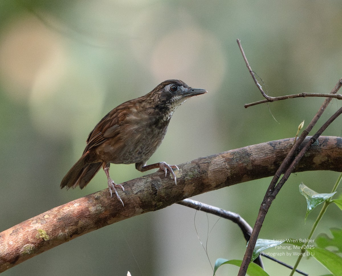 Graubauchdrossling - ML647446721