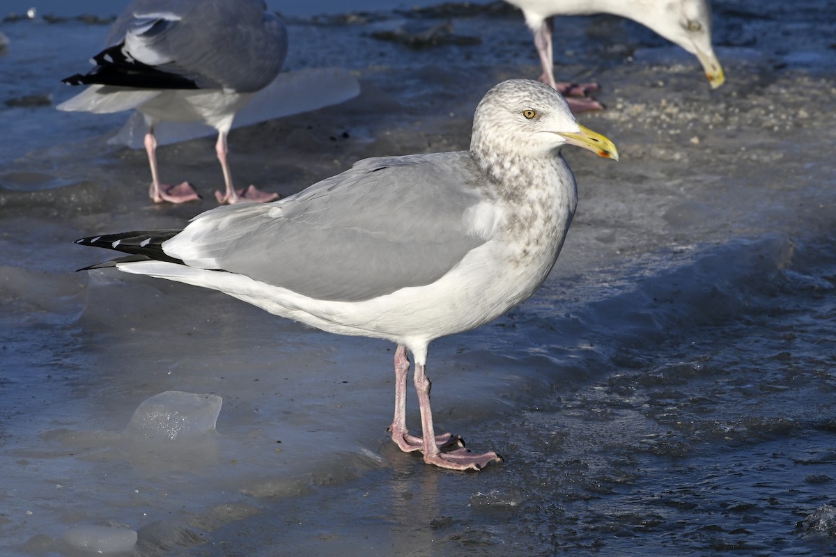 アメリカセグロカモメ - ML647446727