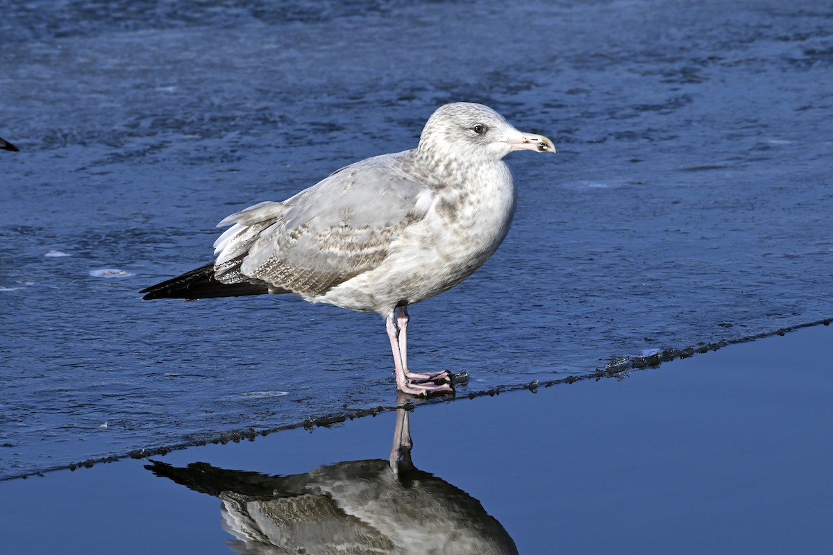 アメリカセグロカモメ - ML647446729