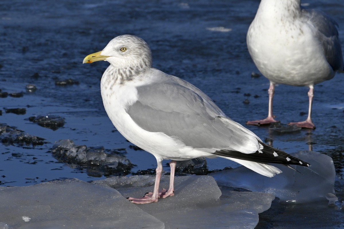 アメリカセグロカモメ - ML647446738