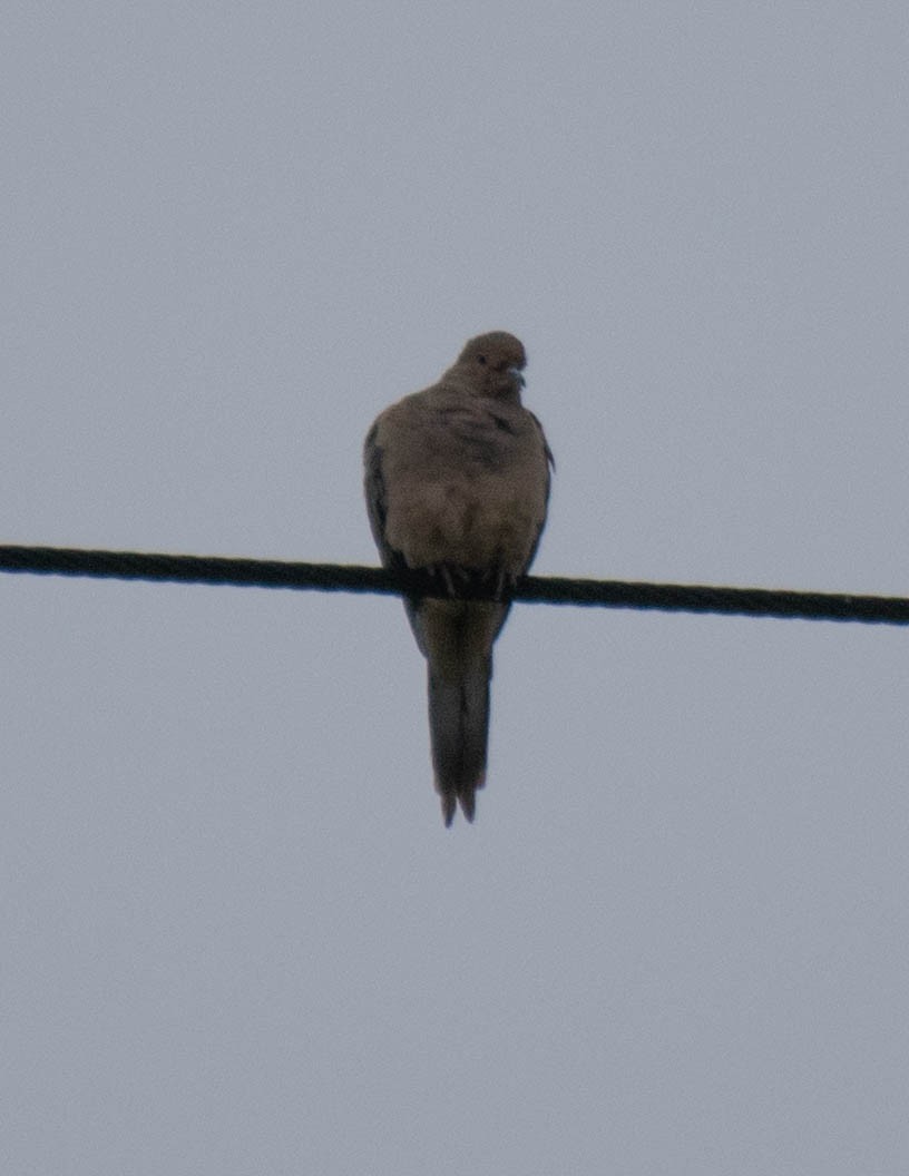 Mourning Dove - ML647446739