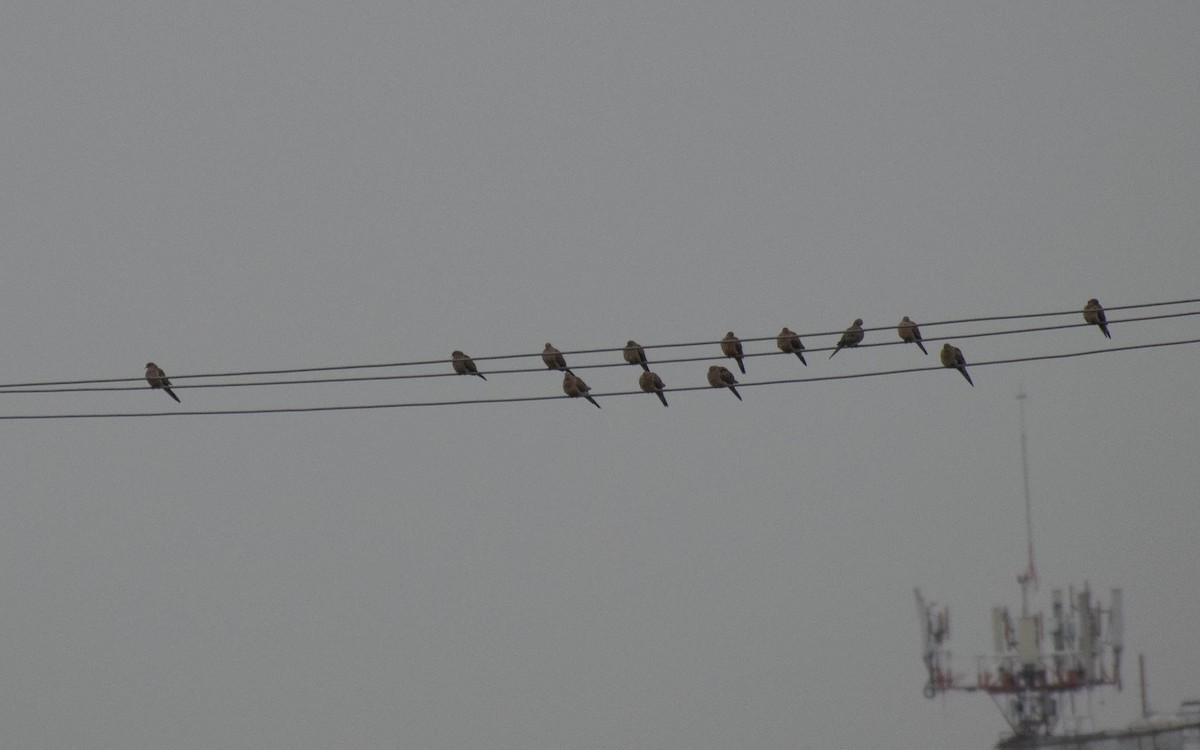 Mourning Dove - ML647446740