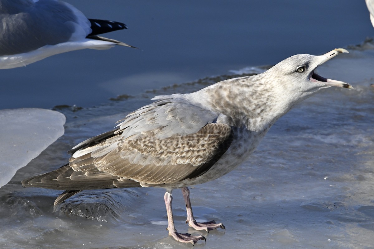 アメリカセグロカモメ - ML647446741