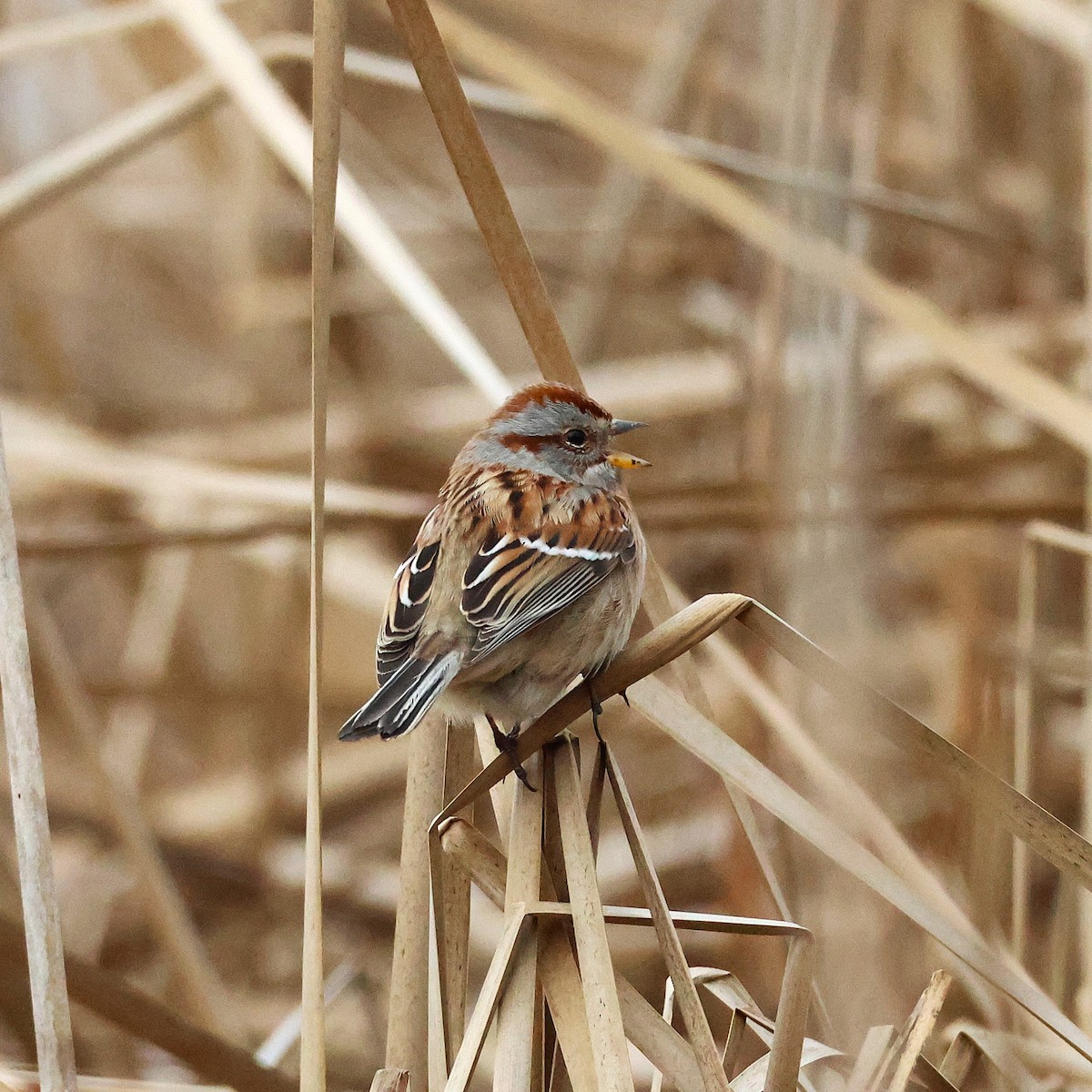 American Tree Sparrow - ML647446742