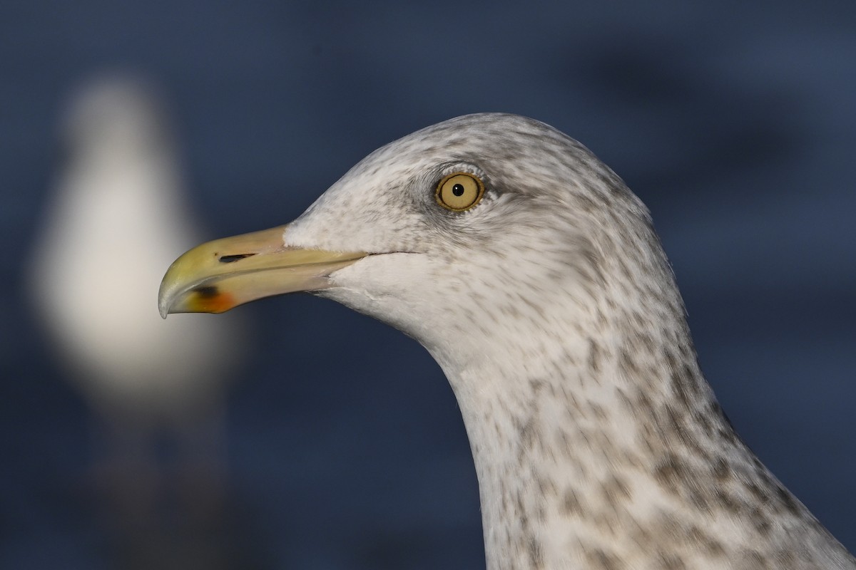 アメリカセグロカモメ - ML647446746