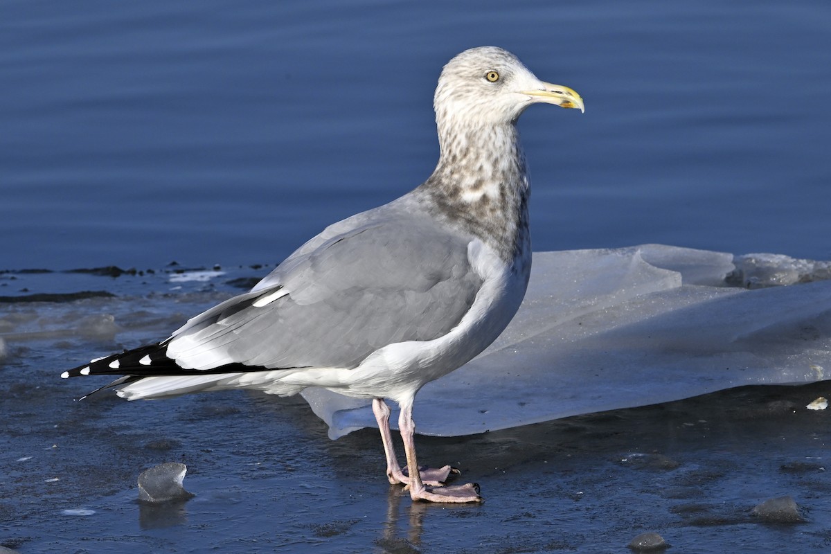 アメリカセグロカモメ - ML647446748