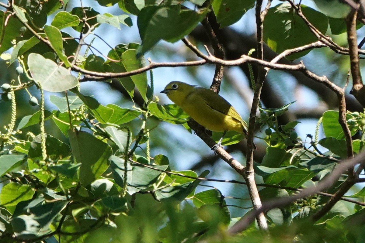 Ashy-bellied White-eye (Yellow-bellied) - ML647446749