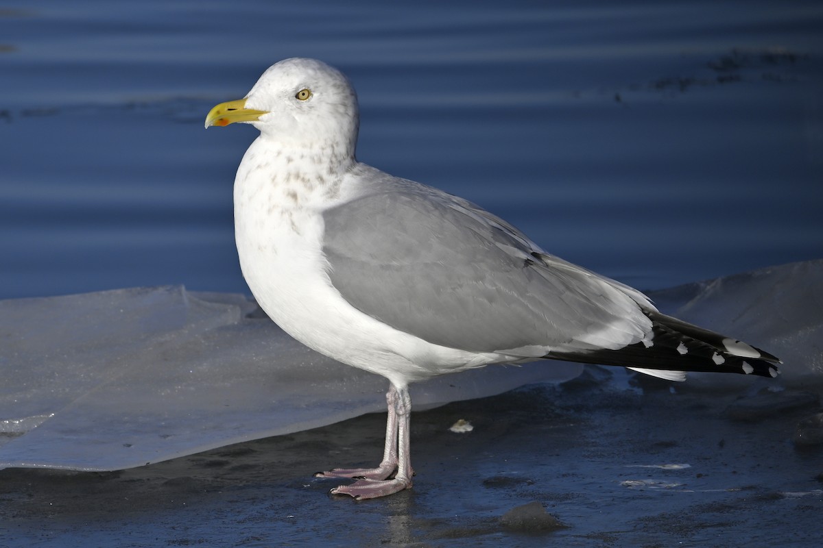 アメリカセグロカモメ - ML647446751