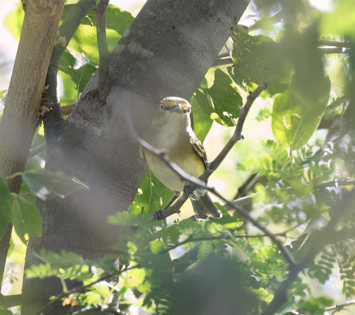 White-eyed Vireo - ML647446752