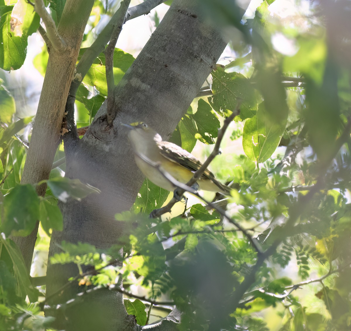 White-eyed Vireo - ML647446753