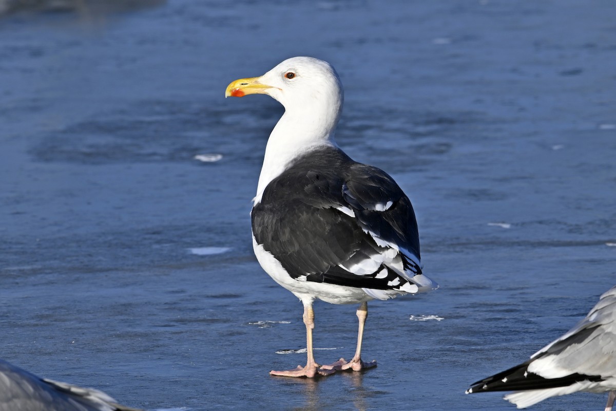 オオカモメ - ML647446757