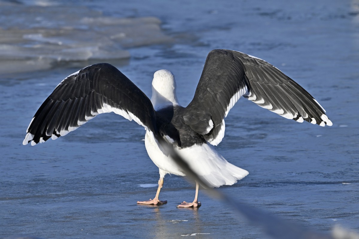 オオカモメ - ML647446760